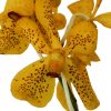 Orchid Mokara Doung Porn Tawi Village