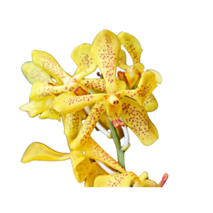 Orchid Mokara Doung Porn Tawi Village