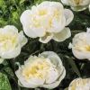 Paeonia Duchesse De Nemours Tawi Village