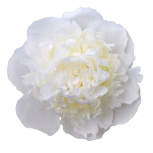 Paeonia Duchesse De Nemours Tawi Village