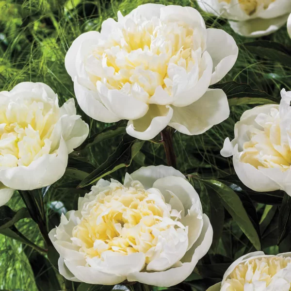 Paeonia Duchesse De Nemours Tawi Village
