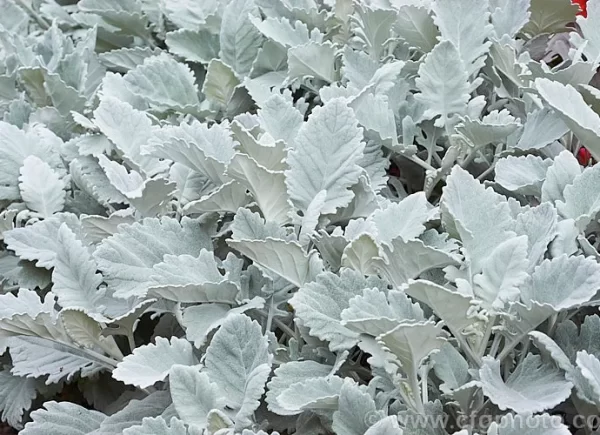 Senecio Maritima Tawi Village