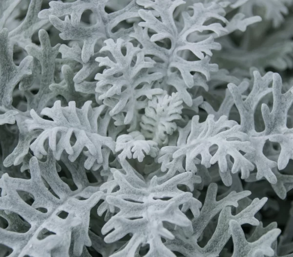 Senecio Maritima Tawi Village
