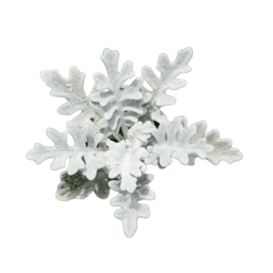 Senecio Maritima Tawi Village