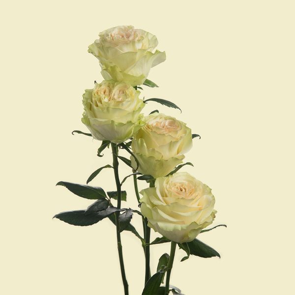Rose Dynamic Tawi Village