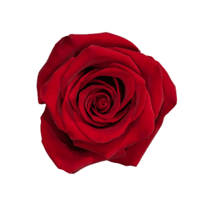 Rose Explorer Tawi Village
