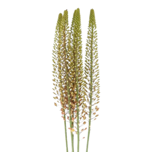 Eremurus Yellow Tawi Village