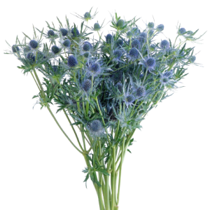 Eryngium Blue Tawi Village