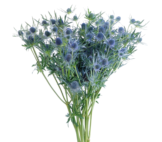 Eryngium Blue Tawi Village