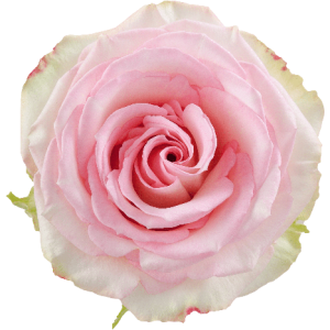 Rose Esperance Tawi Village