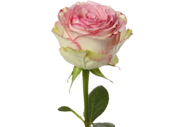 Rose Esperance Tawi Village