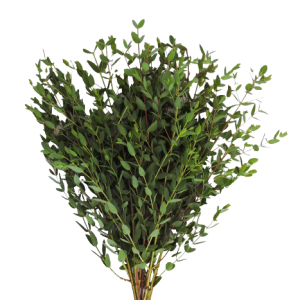 Eucalyptus Parvifolia Tawi Village