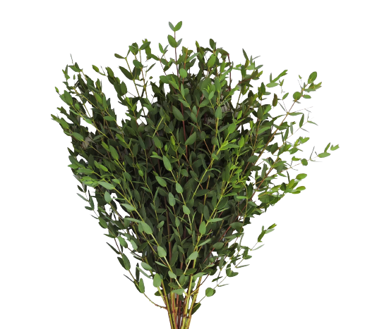 Eucalyptus Parvifolia Tawi Village