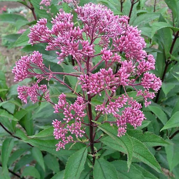 Eupatorium Tawi Village