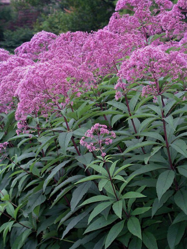 Eupatorium Tawi Village