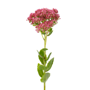 Eupatorium Tawi Village