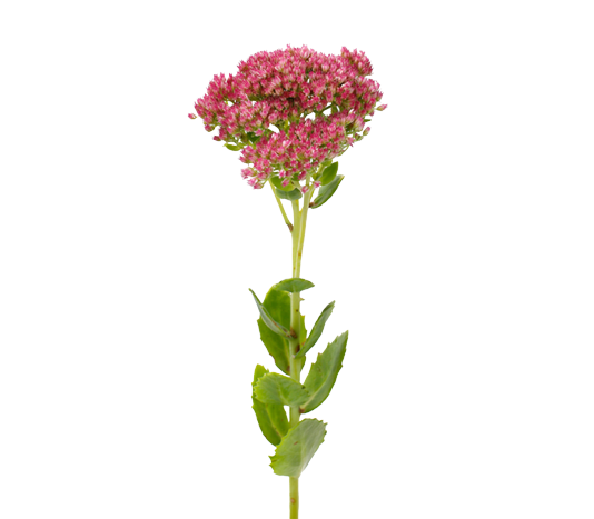 Eupatorium Tawi Village