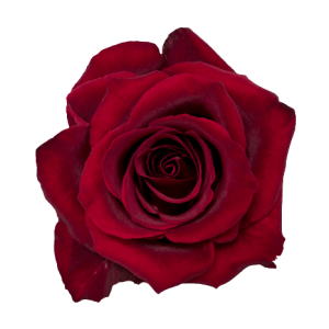 Rose Ever Red Tawi Village