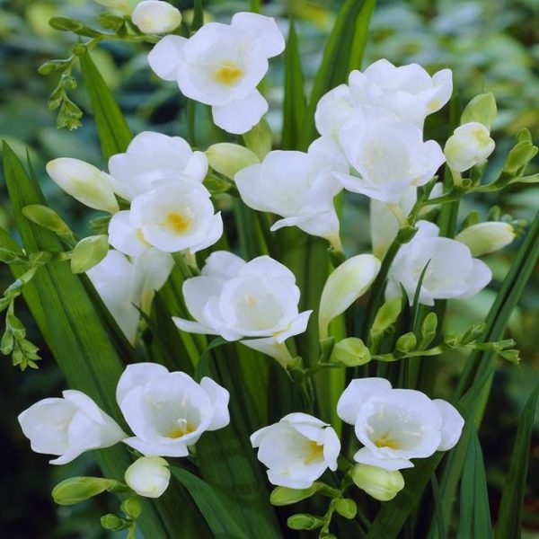 Freesia Tawi Village