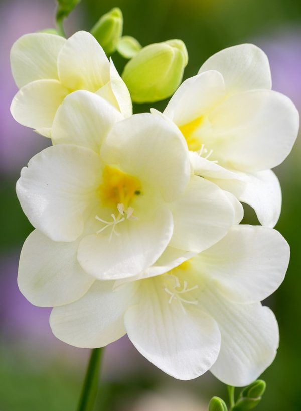 Freesia Tawi Village
