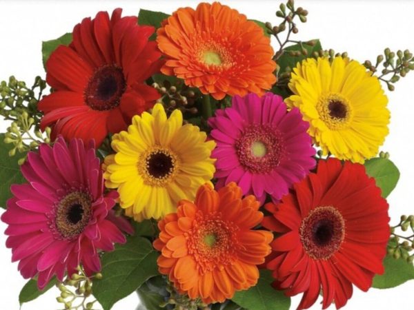 Gerbera Mixed Colour Tawi Village