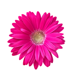 Gerbera Dark Pink Tawi Village
