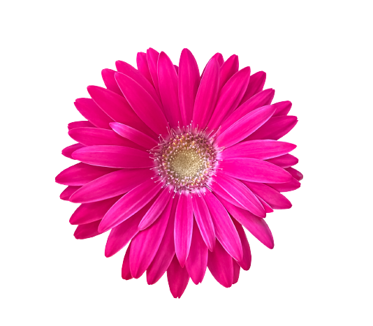 Gerbera Dark Pink Tawi Village