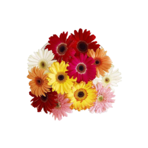 Gerbera Mixed Colour Tawi Village