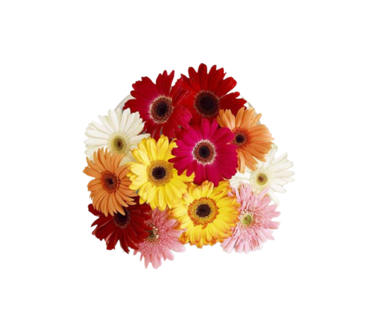 Gerbera Mixed Colour Tawi Village