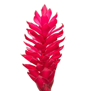 Ginger Red Tawi Village