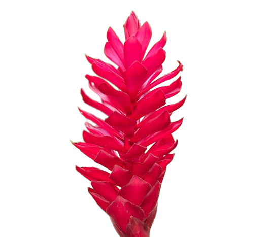 Ginger Red Tawi Village