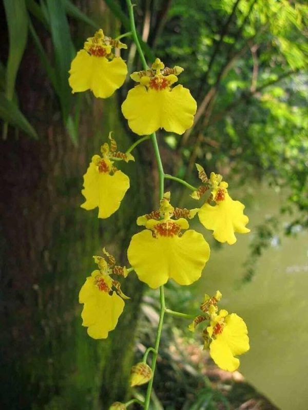 Oncidium Yellow Tawi Village