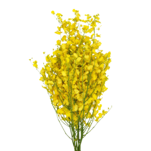 Oncidium Yellow Tawi Village