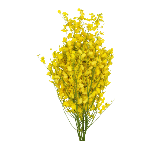 Oncidium Yellow Tawi Village