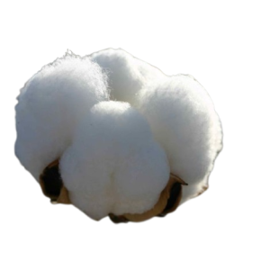 Gossypium Hirsutum White Tawi Village