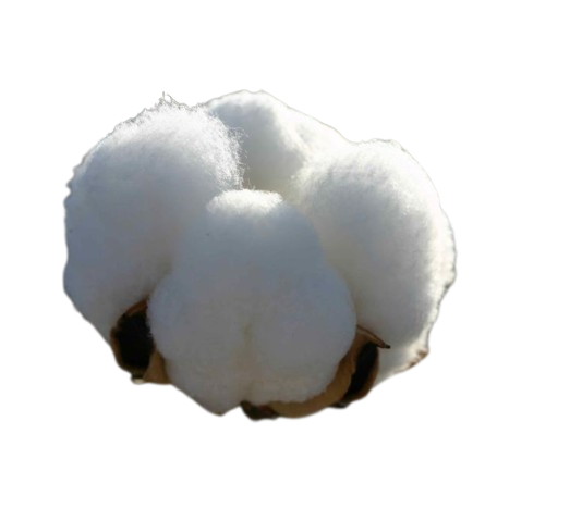 Gossypium Hirsutum White Tawi Village