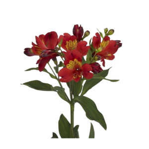 Alstroemeria Premium Guetta Tawi Village