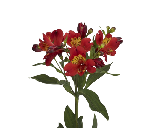 Alstroemeria Premium Guetta Tawi Village