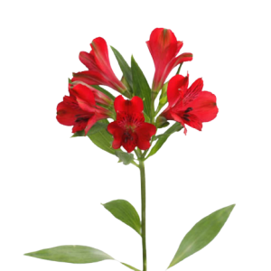 Alstroemeria Premium Guetta Red Tawi Village