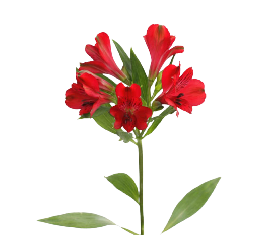 Alstroemeria Premium Guetta Red Tawi Village