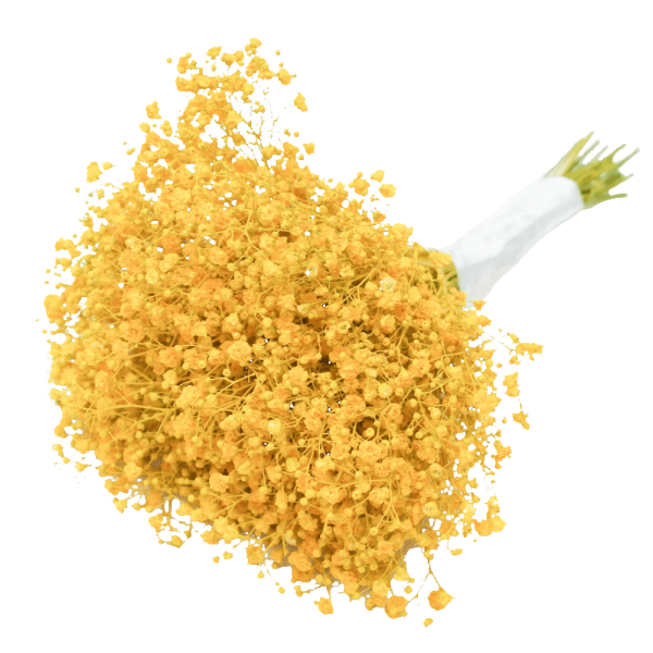 Gypsophilia Excellence Yellow Tawi Village