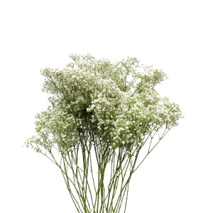 Gypsophilia Excellence Tawi Village