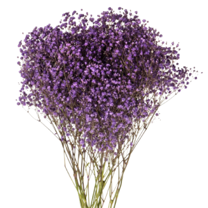 Gypsophilia Excellence Purple Tawi Village