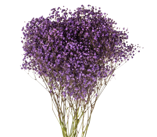 Gypsophilia Excellence Purple Tawi Village