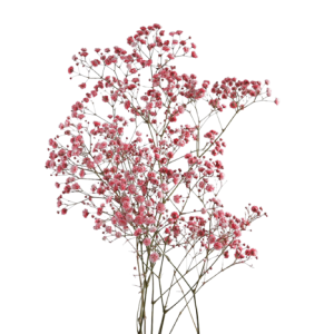 Gypsophilia Excellence Red Tawi Village