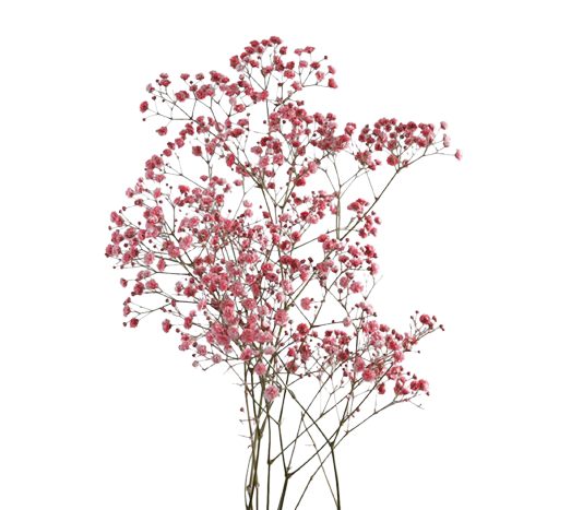 Gypsophilia Excellence Red Tawi Village