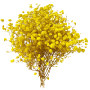 Gypsophilia Excellence Yellow Tawi Village