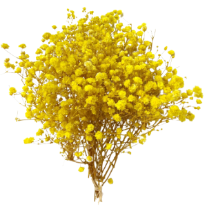 Gypsophilia Excellence Yellow Tawi Village