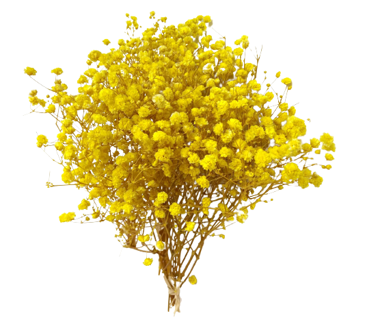 Gypsophilia Excellence Yellow Tawi Village