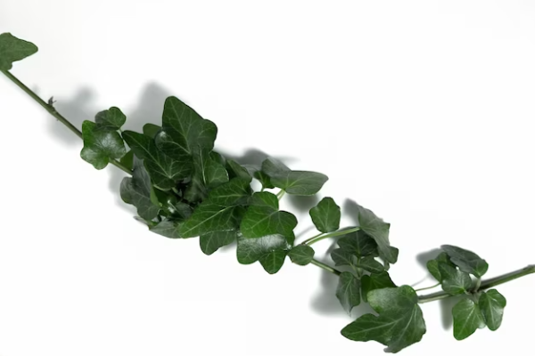 Hedra / Ivy Roll Green with White Tawi Village